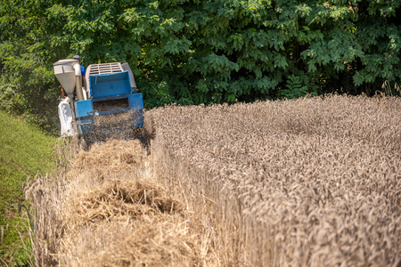 Dobrovnik - 2000 semen - ZETEV 2025-1174850